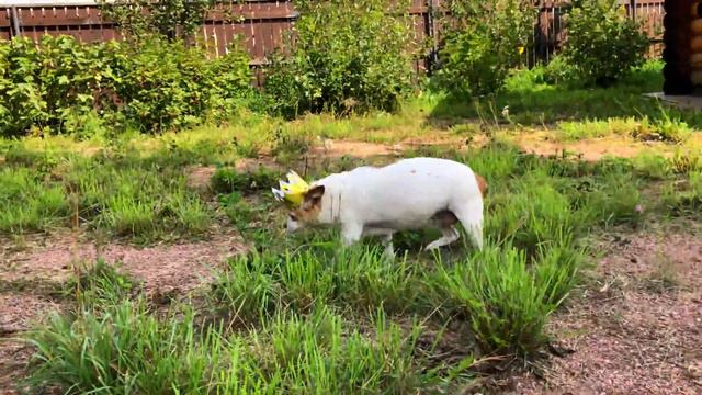 АЛАБАЙ - ЦАРЬ жизни смотреть онлайн