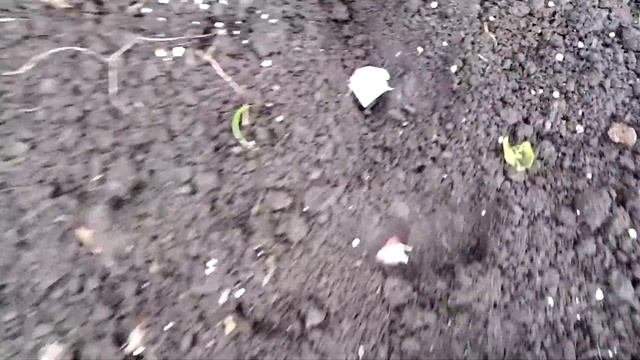 ПОСАДКА ЧЕСНОКА ПОД ЗИМУ. смотреть онлайн