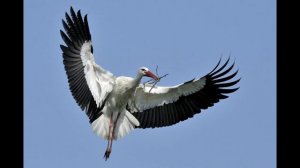 Звуки аиста или как говорит Аист.