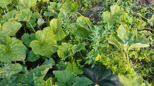 Тыква созрела, а покупатель еще нет)))) смотреть онлайн