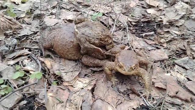 Обыкновенные жабы #2/Обикновени жаби #2/Ordinary toads #2 15.04.2021 #Лосиныйостров #лес #жабы смотреть онлайн