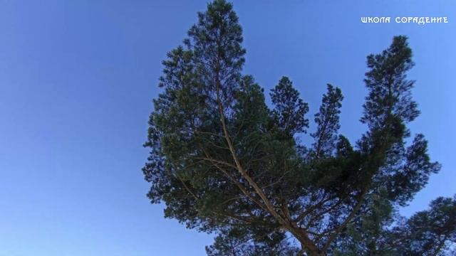 Новогоднее поздравление 2023. #СорадениеДети #Новогоднеепоздравление #новыйгод2023 смотреть онлайн