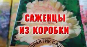 23 января. КАК МОЖНО УДЕРЖАТЬСЯ И НЕ КУПИТЬ ЭТО. Я НЕ ЗНАЮ.mp4