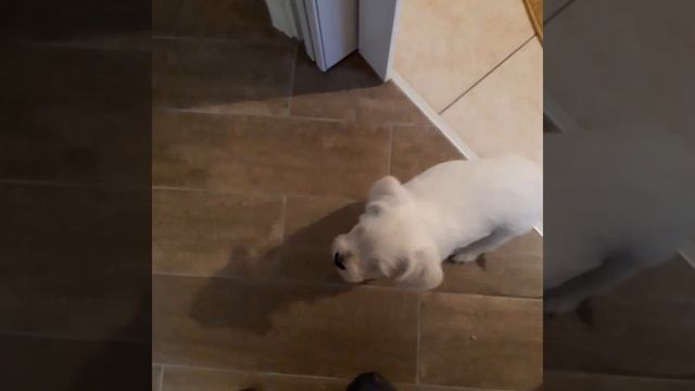 мой лучший подарок на 8 марта. щенок цвергшнауцер. mini schnauzer смотреть онлайн