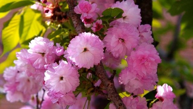 Божественная музыка трогает сердце! Невероятно красивая осенняя мелодия! Музыка Сергей Грищук #14 смотреть онлайн