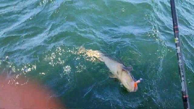 Треска. Отчёты смотреть онлайн