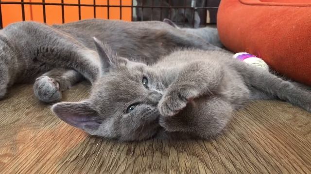 Русские голубые котята! Питомник Русских Голубых кошек Ruzara смотреть онлайн