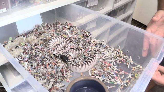 2016 Black-headed Python Hatchlings, Crazy Colour & Patterns : K Brothers Pythons : ep. 34 смотреть онлайн