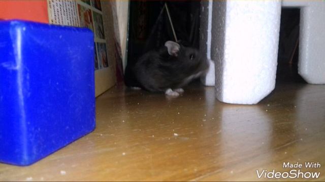 милые джунгарские хомячки ? смотреть онлайн