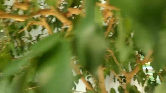 Help Your Ficus Tree Thrive during Fall and Winter смотреть онлайн