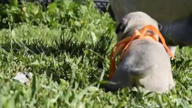 щенки мопса смотреть онлайн