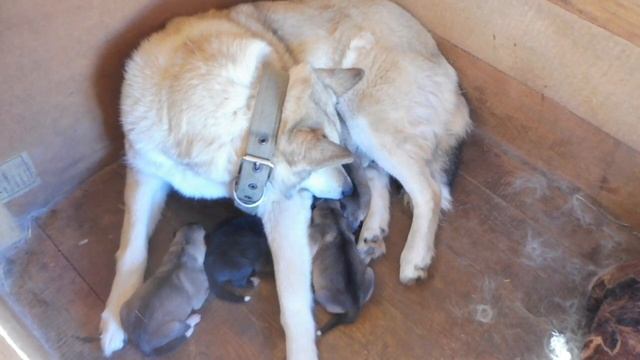 Щенкам ЗСЛ Барси 1,5 дня / Кого из щенков мы оставим себе ??? 21/04/2022 смотреть онлайн