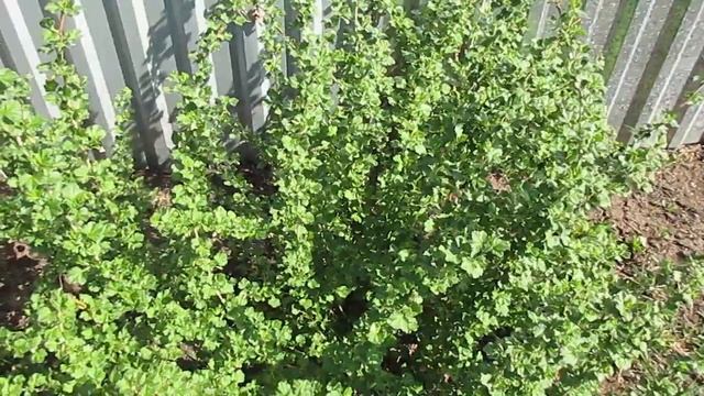 Урожай крыжовника и смородины вас удивит.07.05.2020 смотреть онлайн