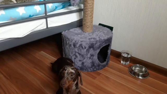 Марафон воспитания день третий/все решает дрессировка/день отдыха смотреть онлайн