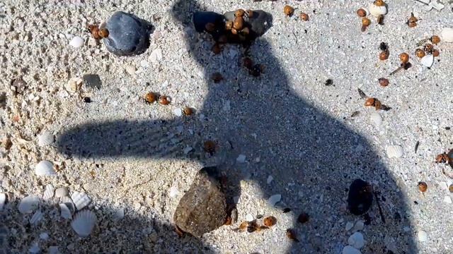 Море в Ейске. Песчано-ракушечный пляж. Вода теплая. смотреть онлайн