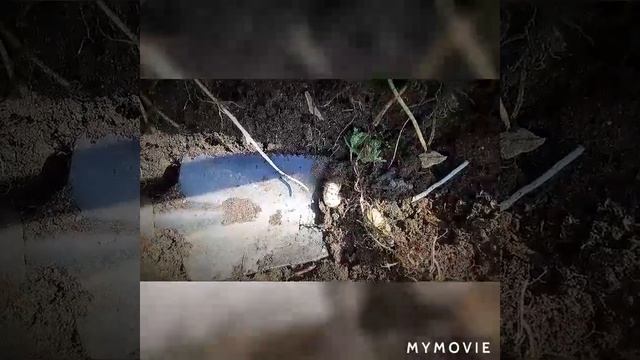 вредитель!охота на личинок майского жука!мир,труд,личинка!влог смотреть онлайн