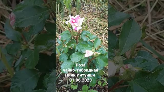 Роза чайно-гибридная Пинк Интуишн, первое цветение смотреть онлайн