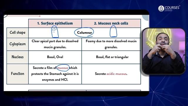 Histology GIT Revision (Esophagus & Stomach) смотреть онлайн