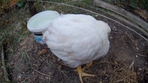 Как не допустить водянку (асцит) у бройлеров? Выводы из собственного опыта птицеводства