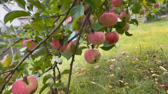 Harvesting in the Backyard (life in Czech Republic) смотреть онлайн