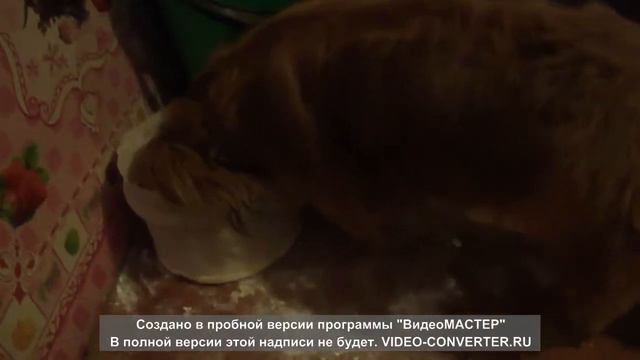 Пекинес ест муку))) смотреть онлайн