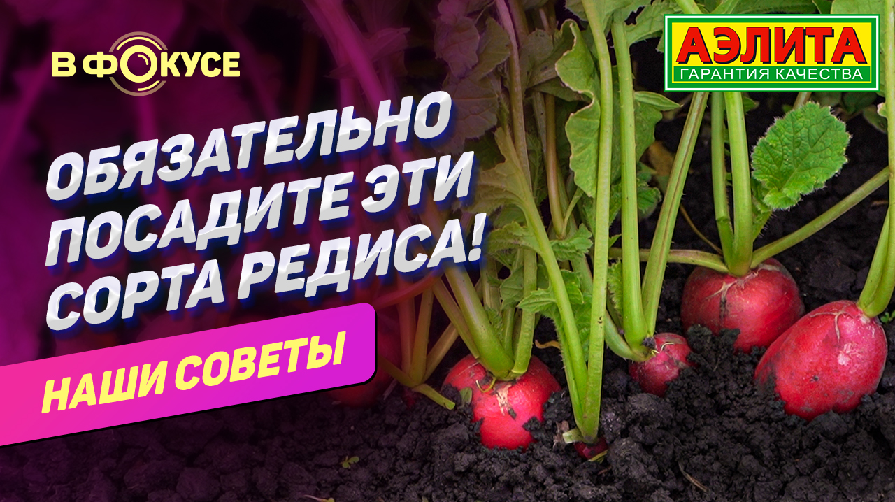 ОБЗОР УРОЖАЙНЫХ СОРТОВ РЕДИСА для открытого грунта смотреть онлайн