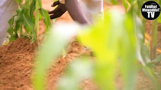 HEAD MASTER 1&2 LATEST HAUSA FILM смотреть онлайн