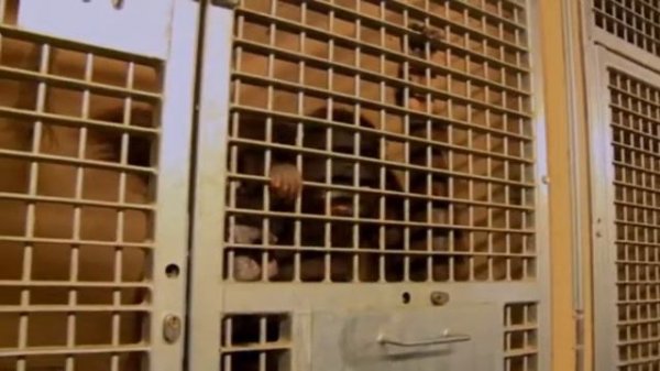 Зоопарк зеленый остров