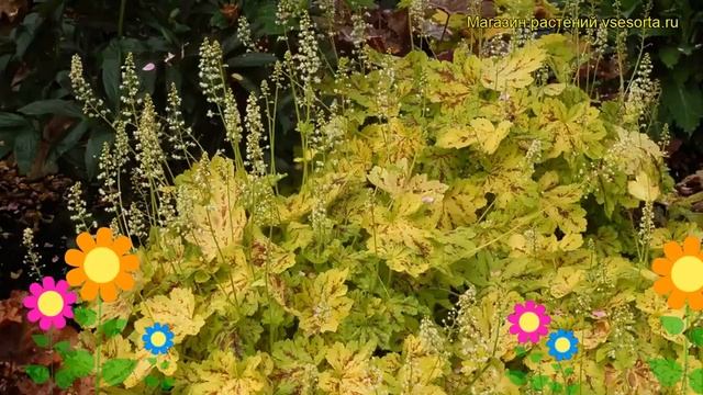 Гейхерелла Солар Повер. Краткий обзор, описание характеристик Heucherella Solar Power