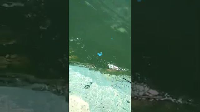 Зеленое Цимлянское море смотреть онлайн