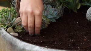 Сад из суккулентов своими руками.