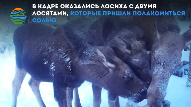Семейный завтрак лосей запечатлела фотоловушка в нацпарке «Таганай» смотреть онлайн