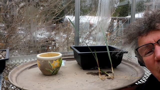 Ficus Friday with the Auction Ficus, The Bonsai Zone, Nov 2021 смотреть онлайн