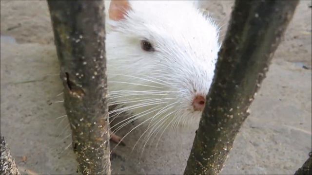 Общительные нутрии 29.06.2020 смотреть онлайн