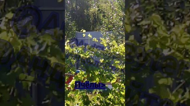 Пчёлы вернулись #andfleyter #shorts #rutube #andfleytertitan #andfleyter3d смотреть онлайн