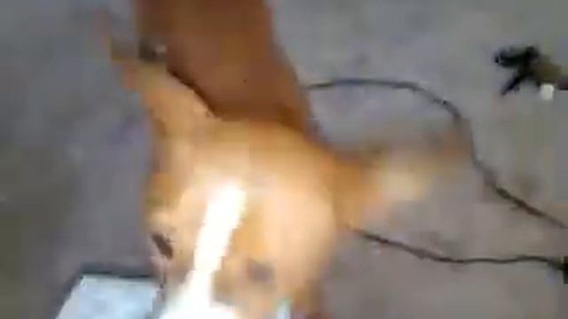 Savanna with cat toy смотреть онлайн