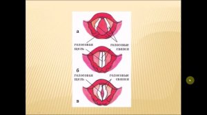 Строение органов дыхания. Биология 8 класс.