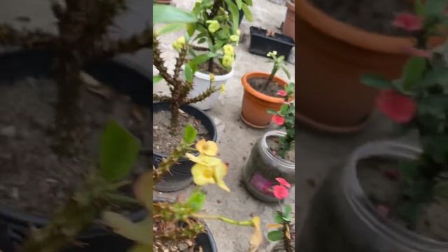 My small Crown-of-thorns Garden। Euphorbia milii #roofgardening смотреть онлайн