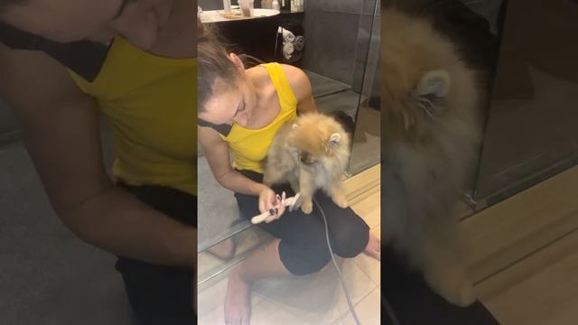 Уход за щенком породы Шпиц в домашних условиях (сушка шерсти, часть 2) смотреть онлайн