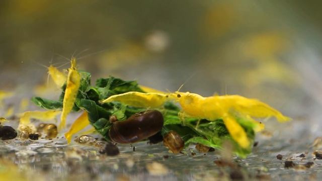 Желтая креветка смотреть онлайн