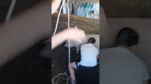 Домашний забой свиньи. Ловим хрюшку перед забоем.