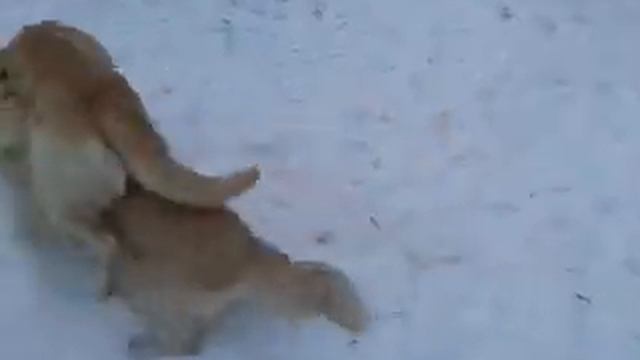 Золотистые ретриверы и гриффон играют на снегу / Golden retrievers and griffin playing in the snow смотреть онлайн