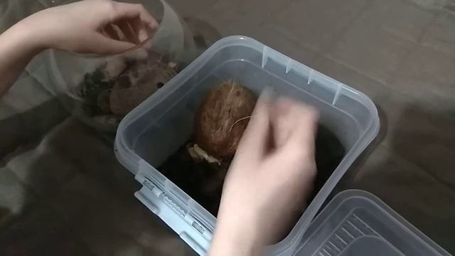 Рассказ о тропических тараканах у меня дома смотреть онлайн