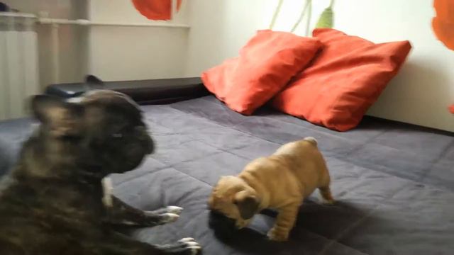 Щенки французского бульдога смотреть онлайн