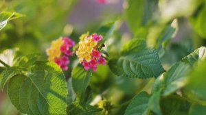 Какие растения отпугивают комаров и москитов: ТОП 15 трав, цветов и деревьев??