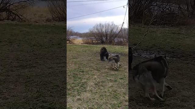 Охота на медведя.Натаска лаек по медведю. смотреть онлайн