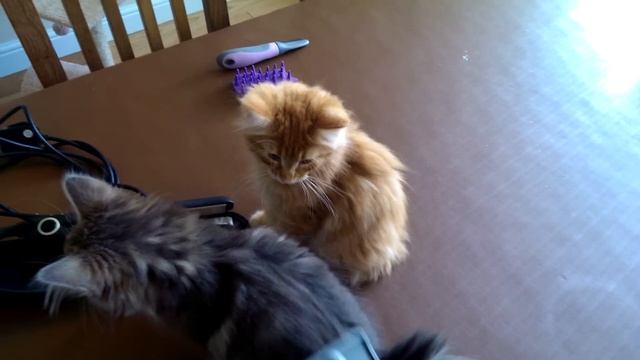 Norwegian Forest Kittens in purr mode. смотреть онлайн
