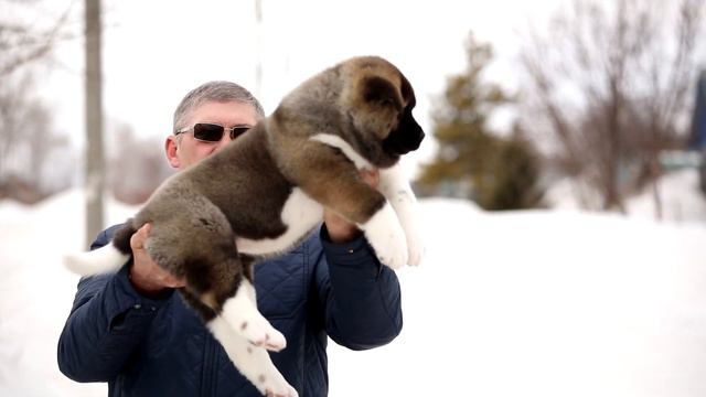 ЗААСИ ДАЙМОНД ИЗАБЕЛЬ ГРЕЙС смотреть онлайн