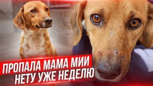 ПРОПАЛА Мама Мии ( Булка), обклеиваю везде объявления. Неделю найти не можем.