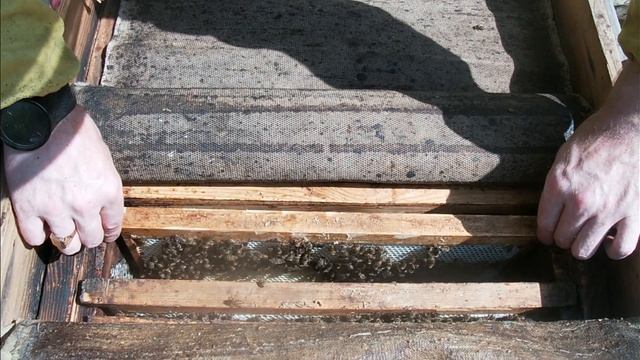 Пасека в лесу.Неделю назад поставил магазин под майский мед.А что в гнездах. смотреть онлайн